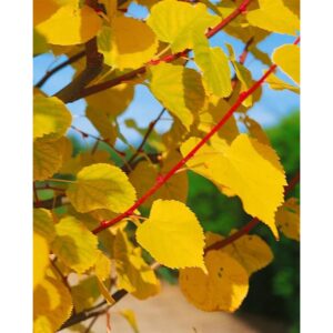 Tilia Cordata Winter Orange Winterlinde Orange Rinde 180 cm Stammhöhe