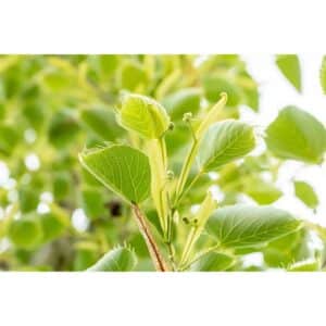 Tilia Henryana Henrys Linde 125 cm Stammhöhe