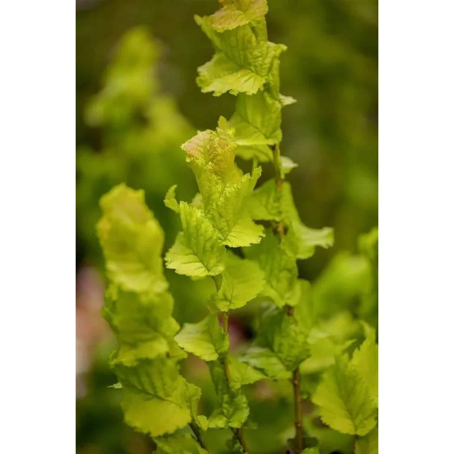 Ulmus Hollandica Wredei Holländische Ulme Goldgelb 80 cm Stammhöhe