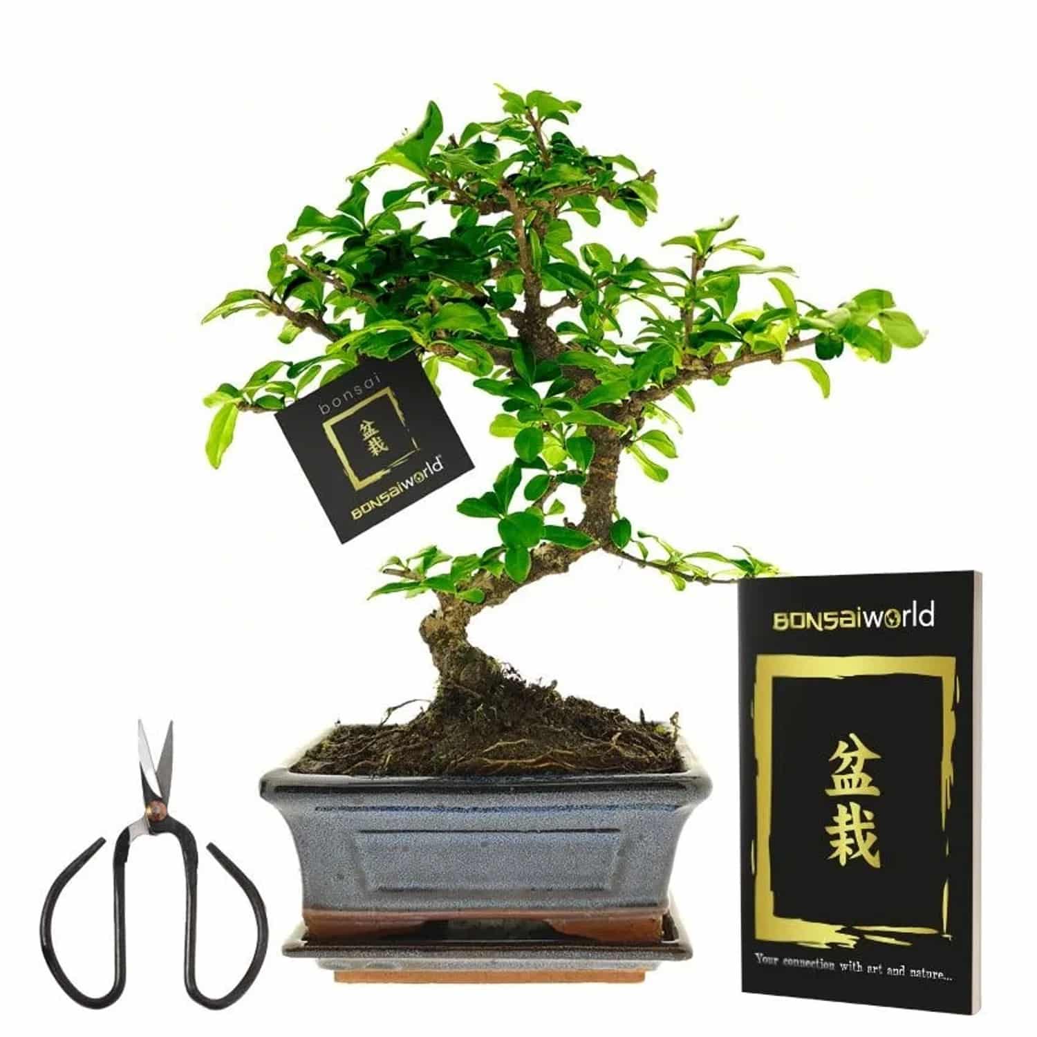 Vdvelde Bonsai Baum S Form Inklusive Schere