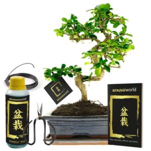 Vdvelde Bonsai Carmona S Form   Inkl Topf Dünger Schere Und Büchlein