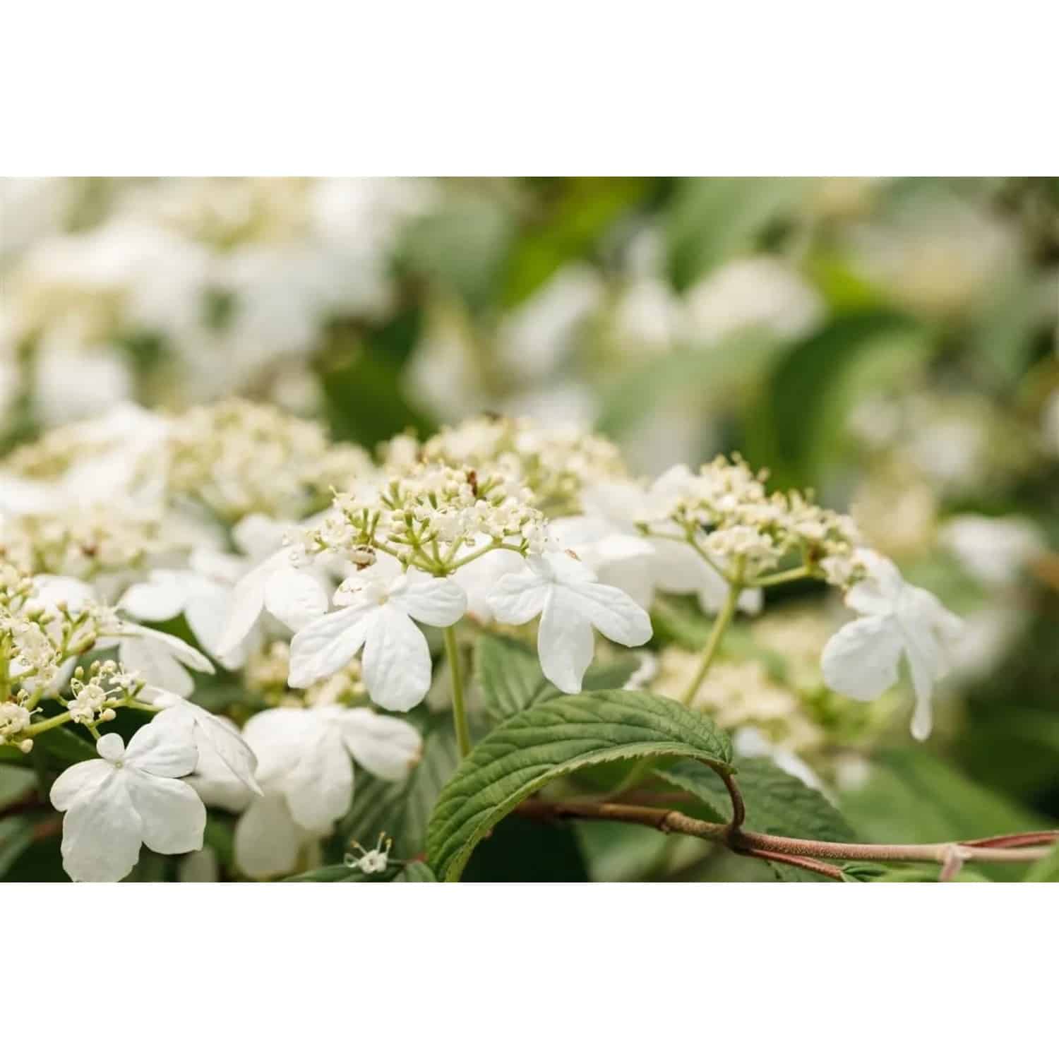 Viburnum Plicatum Kilimandjaro Japanischer Schneeball 100–125 cm