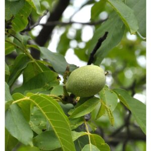 Walnuss Geisenheimer Walnuss 125-150cm - Juglans regia