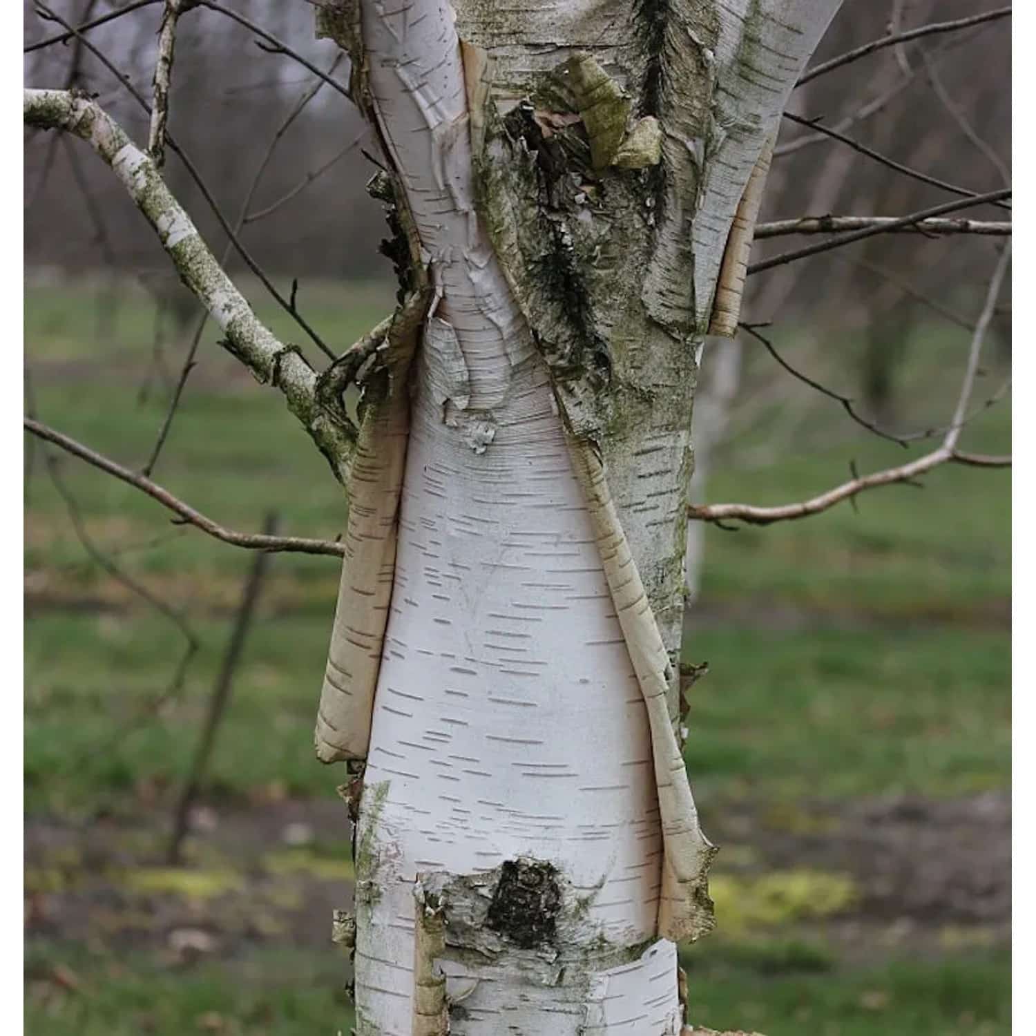 Weißrindige Himalaja-Birke Doorenbos 125-150cm - Betula utilis
