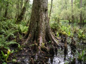 Baum für feuchten Boden