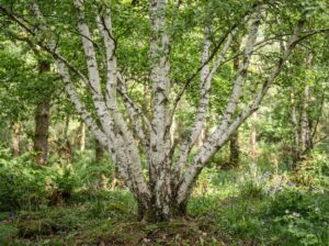 mehrstämmiger Baum
